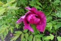 Not completely opened magenta-colored flower of tree peony in May Royalty Free Stock Photo