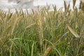 Not completely ripe ears of grain, mainly barley Royalty Free Stock Photo