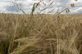 Not completely ripe ears of grain, mainly barley Royalty Free Stock Photo