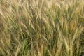 Not completely ripe ears of grain, mainly barley Royalty Free Stock Photo