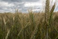 Not completely ripe ears of grain, mainly barley Royalty Free Stock Photo