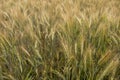 Not completely ripe ears of grain, mainly barley Royalty Free Stock Photo