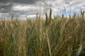 Not completely ripe ears of grain, mainly barley Royalty Free Stock Photo