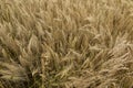 Not completely ripe ears of grain, mainly barley Royalty Free Stock Photo