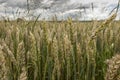 Not completely ripe ears of grain, mainly wheat Royalty Free Stock Photo