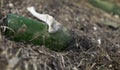 Beach polluted with glass bottle and wastes