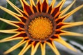 Not dissolve until end of Gazania flower