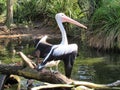 Pelican with stretched wings Royalty Free Stock Photo