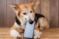 Not so easy, dog tries to use a cellphone in vain