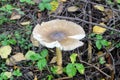 Not eatable mushroom named toadstool or Destroying Angel grows on the ground among the low grass