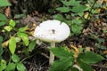 Not eatable mushroom named toadstool or Destroying Angel grows on the ground among the low grass Royalty Free Stock Photo