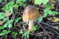 Not eatable mushroom named toadstool or Destroying Angel grows on the ground among the low grass Royalty Free Stock Photo