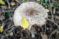 Not eatable mushroom named toadstool or Destroying Angel grows on the ground among the low grass