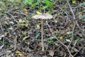 Not eatable mushroom named toadstool or Destroying Angel grows on the ground among the low grass Royalty Free Stock Photo