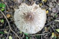 Not eatable mushroom named toadstool or Destroying Angel grows on the ground among the low grass