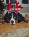 A Bernese Mountain dog wears antlers on Christmas Royalty Free Stock Photo