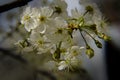 Gentle bokeh of apple blossom.