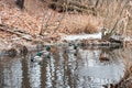 Flock of ducks in a freezing pond, the beginning of winter. Royalty Free Stock Photo