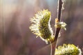 Not fluffy blooming inflorescences catkins holly willow in early spring before the leaves. Honey plants Ukraine. Royalty Free Stock Photo