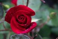 Not fully bloomed rose flower with drops of dew. Royalty Free Stock Photo