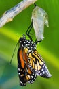 Monarch butterfly emerging from chrysalis. Royalty Free Stock Photo