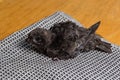 Swift nestling that was fallen of nest during home nursing