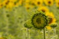 Not a fully open sunflower flower. Shallow depth of field Royalty Free Stock Photo