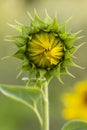 Not a fully open sunflower flower. Shallow depth of field Royalty Free Stock Photo