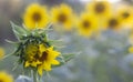 Not a fully open sunflower flower. Shallow depth of field Royalty Free Stock Photo