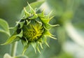 Not a fully open sunflower flower. Shallow depth of field Royalty Free Stock Photo