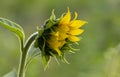 Not a fully open sunflower flower. Shallow depth of field Royalty Free Stock Photo