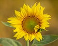 Not a fully open sunflower flower. Shallow depth of field Royalty Free Stock Photo