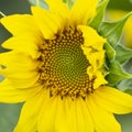 Not a fully open sunflower flower. Shallow depth of field Royalty Free Stock Photo