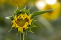 Not a fully open sunflower flower. Shallow depth of field Royalty Free Stock Photo