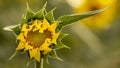 Not a fully open sunflower flower. Shallow depth of field Royalty Free Stock Photo