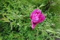 Not fully opened magenta-colored flower of tree peony in May Royalty Free Stock Photo