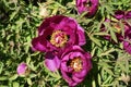 Not fully opened magenta-colored flowers of tree peony in April Royalty Free Stock Photo