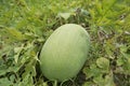 Not yet harvest watermelon. Royalty Free Stock Photo