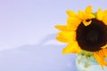 Not ideal single sunflower in glass vase on purple background with shadow