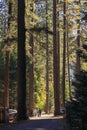 Forest and woods in Yosemite national park in US