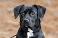 Cute Black Beagle Dachshund mixed breed dog mutt Royalty Free Stock Photo