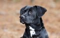 Cute Black Beagle Dachshund mixed breed puppy dog mutt Royalty Free Stock Photo