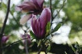 Not an open flower bud of pink-white magnolia. Royalty Free Stock Photo