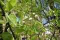 Not opened flower buds of pear in April Royalty Free Stock Photo