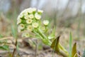 Not an ordinary flower plants Zsolt beauty of nature Royalty Free Stock Photo