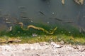 The not poisonous water snake Xenochrophis piscator preys on fish in muddy water