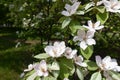 Not pollinated pinkish white flowers of quince in May