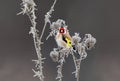 Not quite an ordinary picture of a goldfinch sitting on snow-covered branches
