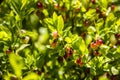 Not ripe bilberry Vaccinium myrtillus Royalty Free Stock Photo