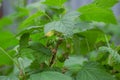 not ripe currant berries on the bush. Green currants in spring